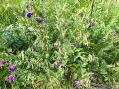 Vicia unijuga
