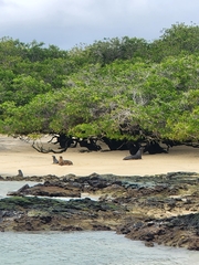 Otariidae