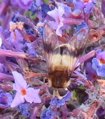 Leucozona lucorum