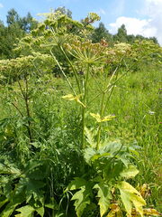 Heracleum dissectum
