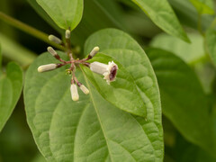 Paederia foetida