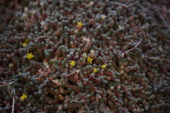 Sedum humifusum