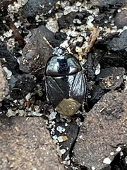 Pangaeus bilineatus