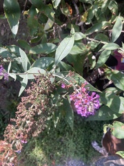 Buddleja