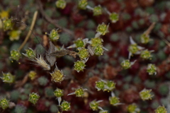 Sedum humifusum