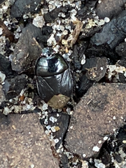 Pangaeus bilineatus