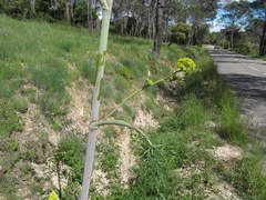 Ferula glauca