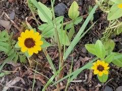 Sanvitalia procumbens