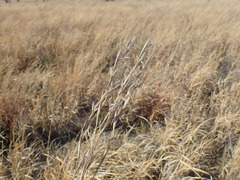Centropodia glauca