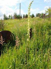 Aconitum barbatum