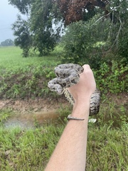 Lampropeltis calligaster