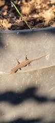 Lygodactylus capensis