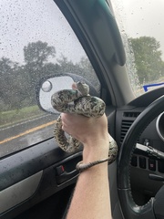 Lampropeltis calligaster