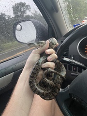 Lampropeltis calligaster