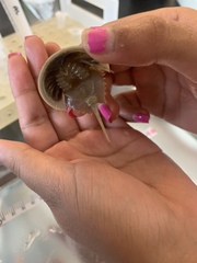 Limulus polyphemus