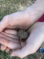 Anaxyrus fowleri