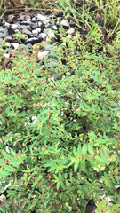 Euphorbia nutans