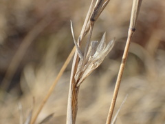 Centropodia glauca