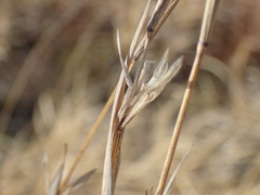 Centropodia glauca