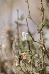 Carlowrightia neesiana