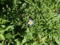 Symphyotrichum novi-belgii