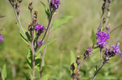Vernonia fasciculata
