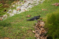 Varanus salvator macromaculatus