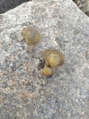 Corbicula fluminea