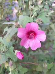 Anisodontea