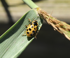 Hippodamia tredecimpunctata