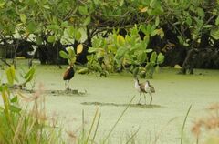Jacana jacana