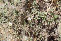 Carlowrightia neesiana