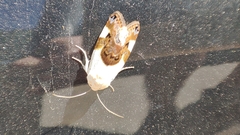 Acontia lucida