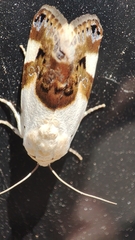 Acontia lucida