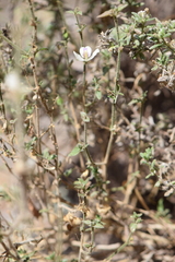 Carlowrightia neesiana