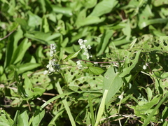 Fallopia