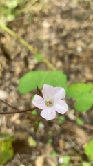 Ipomoea lacunosa