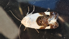 Acontia lucida