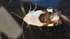 Acontia lucida