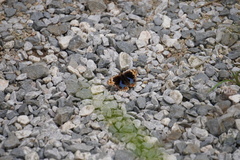 Junonia orithya wallacei