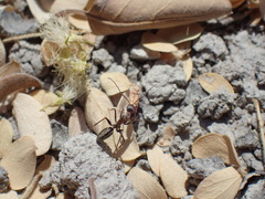 Camponotus vestitus