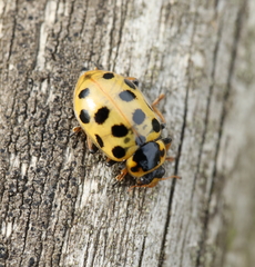 Hippodamia tredecimpunctata