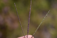 Digitaria ischaemum