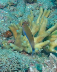 Thalassoma lunare