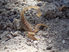 Uroplectes planimanus