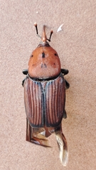 Rhynchophorus ferrugineus