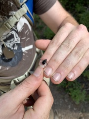 Tachininae