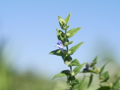 Scutellaria galericulata