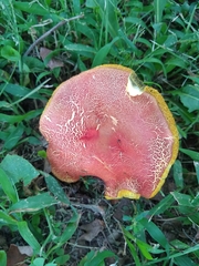 Hortiboletus rubellus