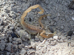 Uroplectes planimanus